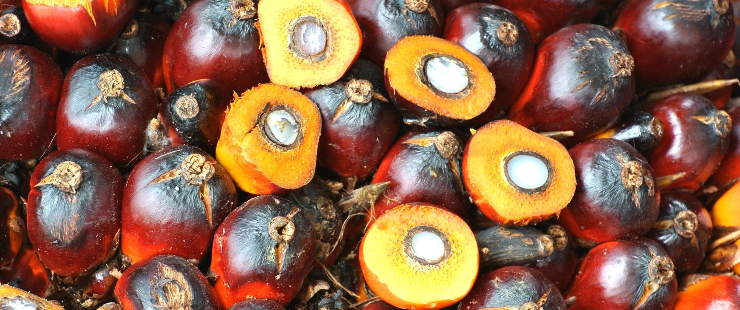 Palm fruits as starting materials for oleochemicals