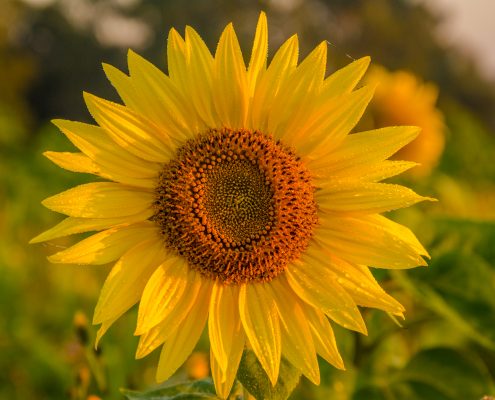 ChemSynergy-sunflower